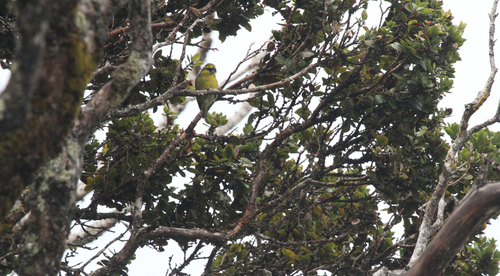 Pseudonestor xanthophrys observed 2015-08-05