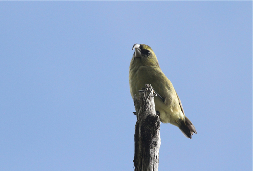 Pseudonestor xanthophrys observed 2015-08-05