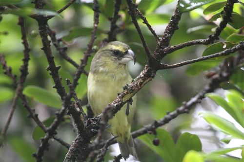 Pseudonestor xanthophrys observed 2015-08-05