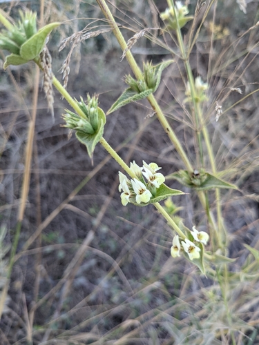 Branched Ironwort