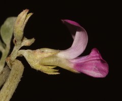 Indigastrum argyroides