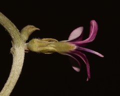 Indigastrum argyroides