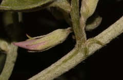 Indigastrum argyroides