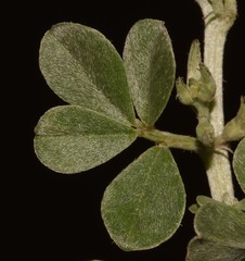 Indigastrum argyroides