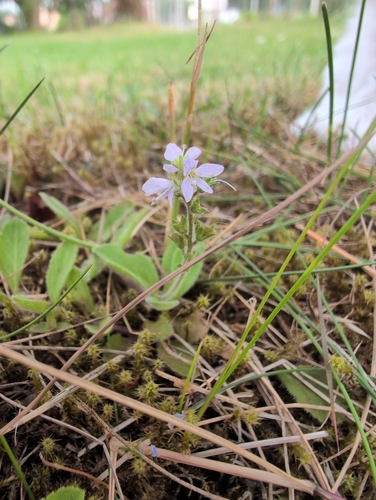heath speedwell
