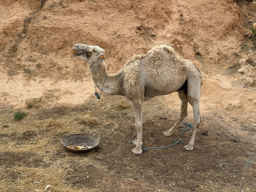 Dromedary Camel