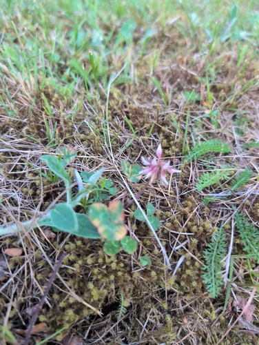 white clover