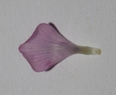 Indigastrum argyroides