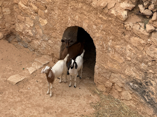 Domestic Goat