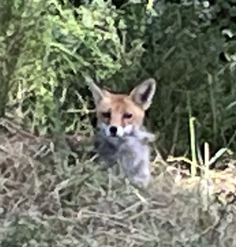 Red Fox