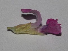 Indigastrum argyroides