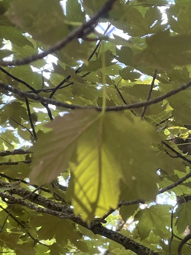 sycamore maple