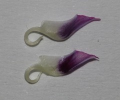 Indigastrum argyroides