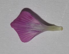 Indigastrum argyroides