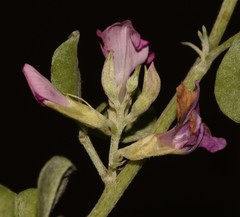 Indigastrum argyroides