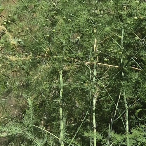 wild asparagus