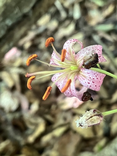 Martagon Lily