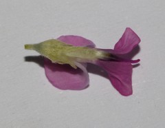 Indigastrum argyroides