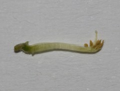 Indigastrum argyroides