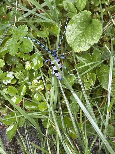 Alpine longhorn Rosalia