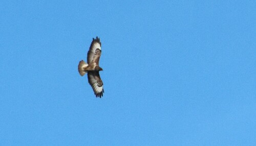 Common Buzzard