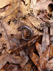 Plethodontinae