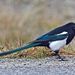 Black-billed Magpie - Photo (c) agbanker, some rights reserved (CC BY-NC)