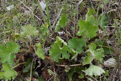 Heuchera richardsonii
