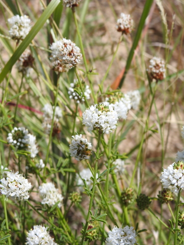 Dalea multiflora, photograph 6