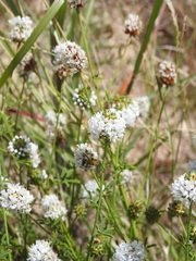 Dalea multiflora, photograph (c) saltyhiker, some rights reserved (CC BY)