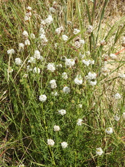 Dalea multiflora, photograph (c) saltyhiker, some rights reserved (CC BY)