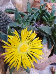 Faucaria