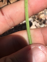 Menodora scabra