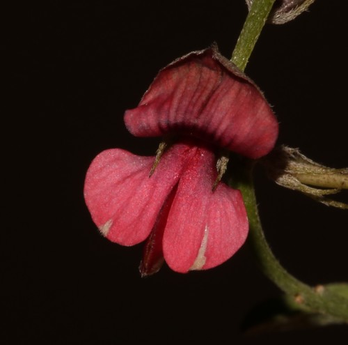 Image of Indigofera disticha by (c) Brian du Preez, some rights reserved (CC BY-SA)