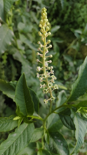 American pokeweed