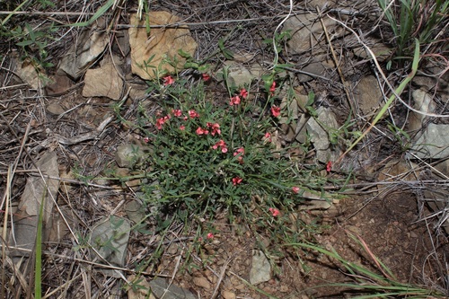 Image of Indigofera disticha by (c) Brian du Preez, some rights reserved (CC BY-SA)