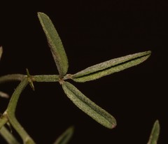 Indigofera disticha