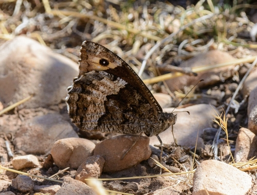Algerian Grayling