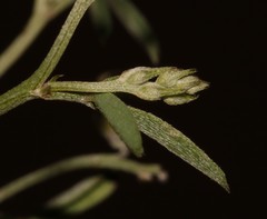 Indigofera disticha