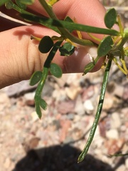 Menodora scabra