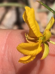Menodora scabra