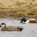Wigeons and Allies × Shovelers and Allies - Photo (c) Kent C. Jensen, some rights reserved (CC BY-NC), uploaded by Kent C. Jensen