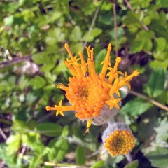 Cacaliopsis nardosmia