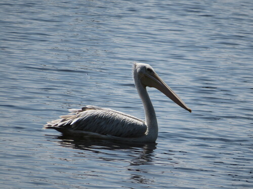 iNaturalist image