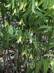 Uvularia