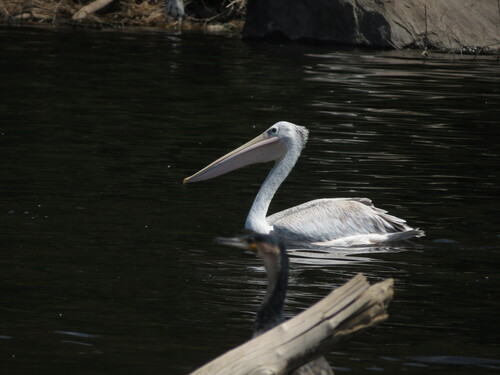 iNaturalist image