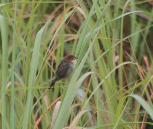 Winding Cisticola (Cisticola marginatus), photo 9