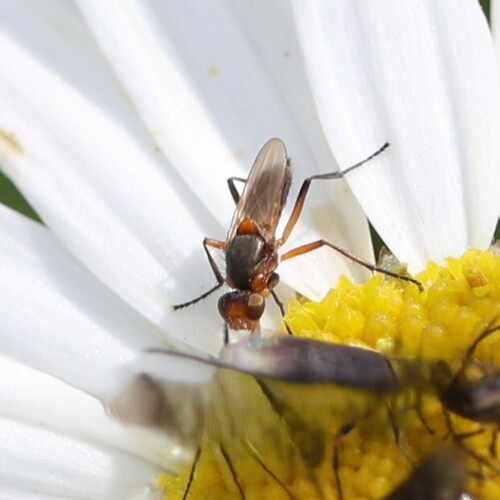 Saltella sphondylii, 2026-06-30