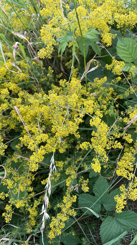 Lady's Bedstraw