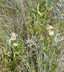Silphium albiflorum, photograph (c) saltyhiker, some rights reserved (CC BY)